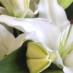 White Oriental Lily Handtied