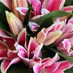 Pink Oriental Lily  Handtied 
